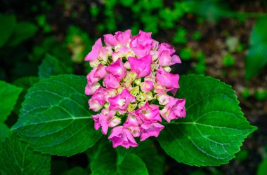 Hydrangea makrophylla - Pembe çiçekli infloresans ve bahçede büyük yeşil yapraklar, Ukrayna