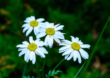 Tanacetum cinerariifolium (Asteraceae) - Beautiful white daisies with yellow centers blooming in a summer garden clipart