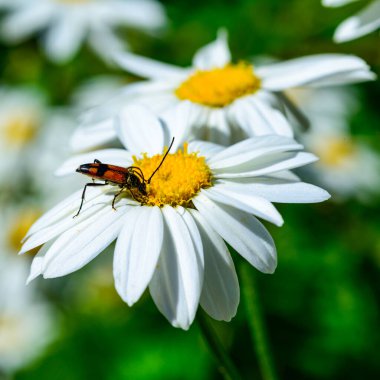 Stenurella (Priscostenurella) bifasciata - kahverengi böcek, çiçek açan Pyrethrum (papatya), Ukrayna 'da polen toplar