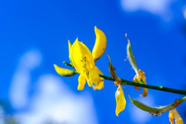 Spartium junceum - Yellow flower on a background of blue sky, Odessa, Ukraine clipart