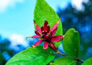 Calycanthus Floridus - Ukrayna 'nın yeşil yapraklı arka planında kırmızı çiçek