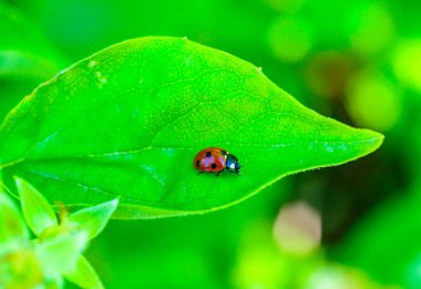 Coccinella septempunctata - Ukrayna 'nın yeşil yapraklı arka planında yedi noktalı kırmızı böcek
