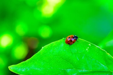 Coccinella septempunctata - red beetle with seven dots on a background of green leaves, Ukraine clipart