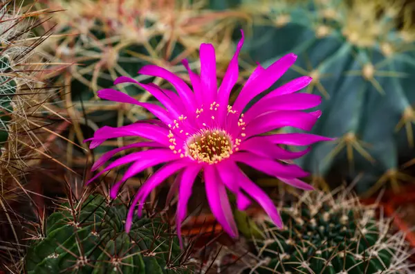 stock image Lobivia sp. -  cactus blooming in spring in a botanical collection, Ukraine