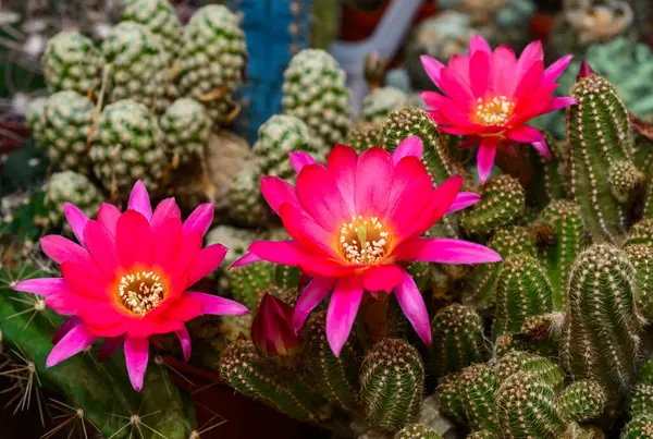 stock image Chamaecereus silvestrii (hybrid) - cactus blooming in spring in a botanical collection, Ukraine 