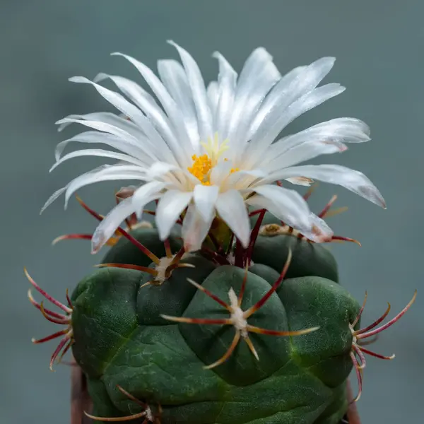 stock image Thelocactus sp. - A cactus blooming with white flowers in a botanical collection, Odessa, Ukraine