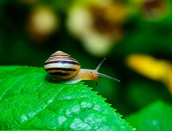 stock image Cepaea vindobonensis - crawling land lung mollusk with a yellow body in the garden, Ukraine