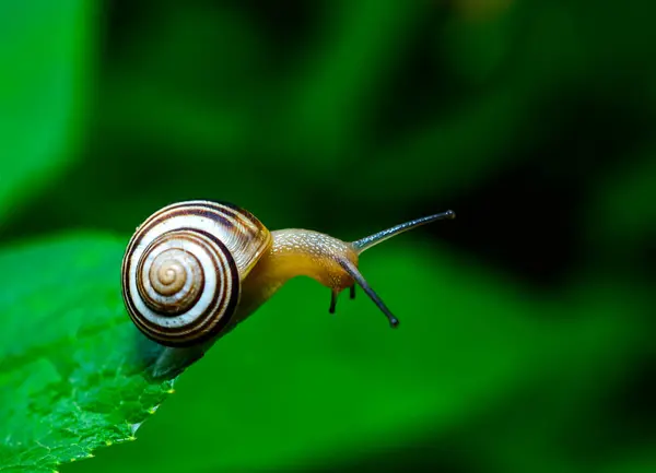 stock image Cepaea vindobonensis - crawling land lung mollusk with a yellow body in the garden, Ukraine