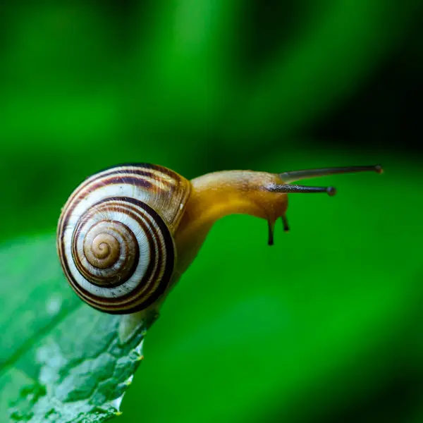 stock image Cepaea vindobonensis - crawling land lung mollusk with a yellow body in the garden, Ukraine