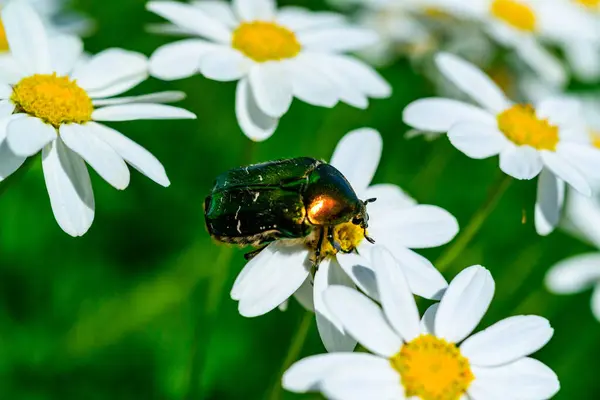 stock image Cetonia aurata - a large green beetle collects pollen on white daisies in the garden, Ukraine