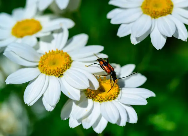 stock image Stenurella (Priscostenurella) bifasciata - brown beetle collects pollen on flowering Pyrethrum (chamomile), Ukraine