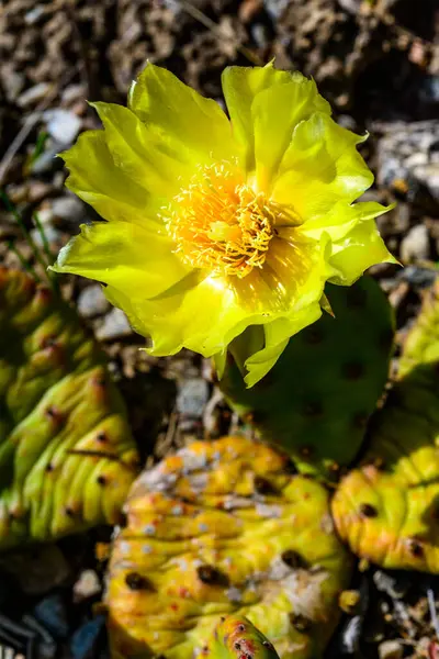 stock image Close-up of yellow blooming cactus Opuntia on a stone slide in the garden, Ukraine