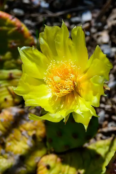 stock image Close-up of yellow blooming cactus Opuntia on a stone slide in the garden, Ukraine