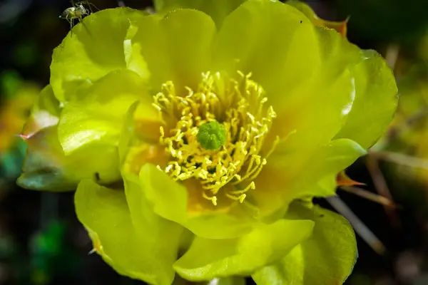 stock image Close-up of yellow blooming cactus Opuntia on a stone slide in the garden, Ukraine