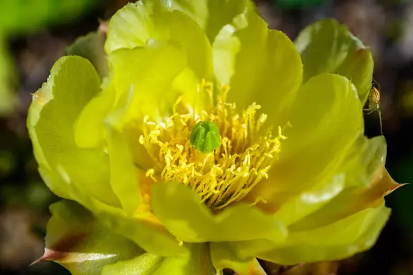 stock image Close-up of yellow blooming cactus Opuntia on a stone slide in the garden, Ukraine