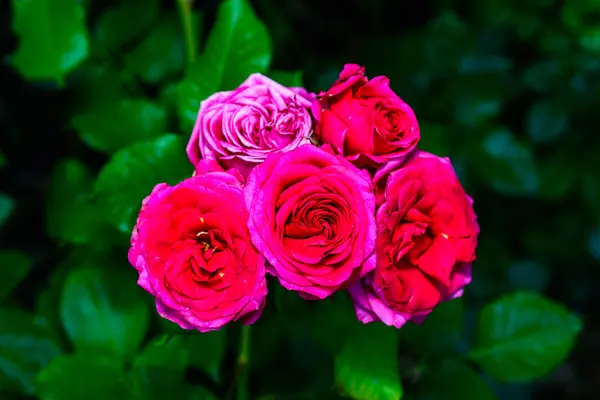 stock image The image features a cluster of roses varying in shades from pink to red, with some roses fully opened while others are still budding