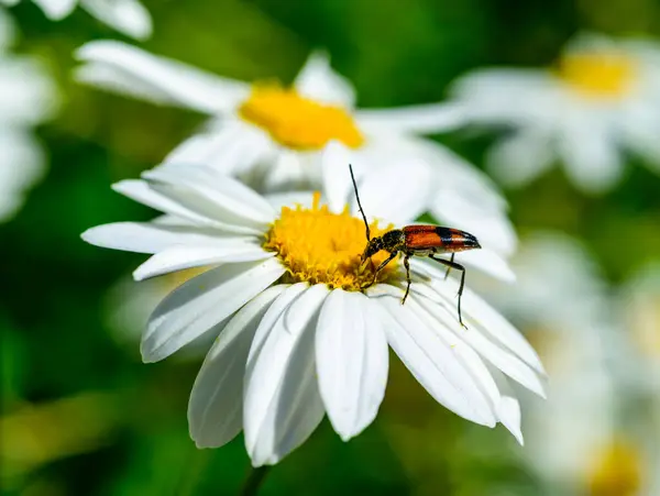 stock image Stenurella (Priscostenurella) bifasciata - brown beetle collects pollen on flowering Pyrethrum (chamomile), Ukraine