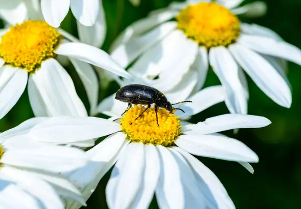 stock image A black beetle on white Pyrethrum flowers eats pollen and nectar, Ukraine, Odessa region