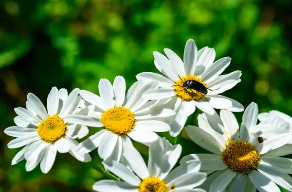 stock image A black beetle on white Pyrethrum flowers eats pollen and nectar, Ukraine, Odessa region