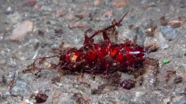 Küçük saldırgan karıncalar büyük siyah bir hamamböceğine gece saldırıp onu ısırırlar.