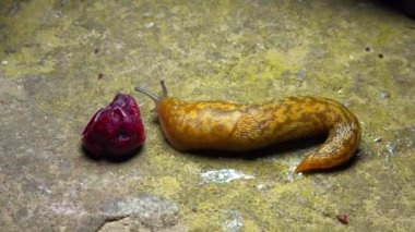 Limacus maculatus - Büyük sarı bir sümüklü böcek gece düşen mavi eriği yer