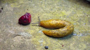 Limacus maculatus - Büyük sarı bir sümüklü böcek gece düşen mavi eriği yer