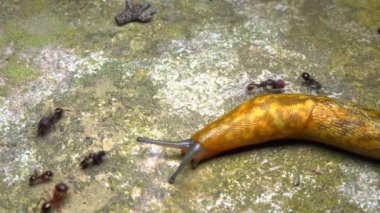 Limacus maculatus - Geceleri büyük sarı bir sümüklü böcek