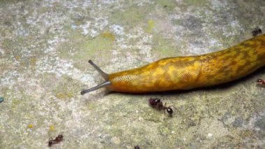 Limacus maculatus - Geceleri büyük sarı bir sümüklü böcek