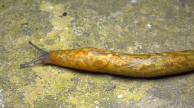 Limacus maculatus - Geceleri büyük sarı bir sümüklü böcek