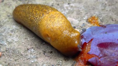Limacus maculatus - Büyük sarı bir sümüklü böcek gece düşen mavi eriği yer