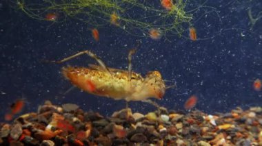 Akvaryumdaki yusufçuk larvası.