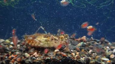 Akvaryumdaki yusufçuk larvası.