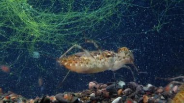 Akvaryumdaki yusufçuk larvası.