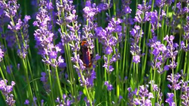 Megascola maculata - büyük eşekarısı mor çiçeklerde nektar toplar