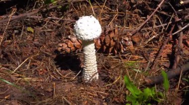 Amanita vittadinii - Tüylü Porcini mantarı bir ağacın altında yetişir