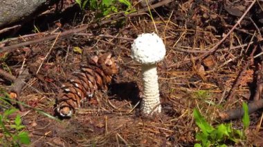 Amanita vittadinii - Tüylü Porcini mantarı bir ağacın altında yetişir