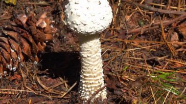 Amanita vittadinii - Tüylü Porcini mantarı bir ağacın altında yetişir