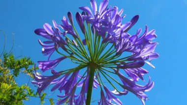 Agapanthus sp. ... mavi gökyüzünün arka planına karşı küresel bir şişkinlik içinde mor çiçekler.