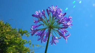 Agapanthus sp. ... mavi gökyüzünün arka planına karşı küresel bir şişkinlik içinde mor çiçekler.