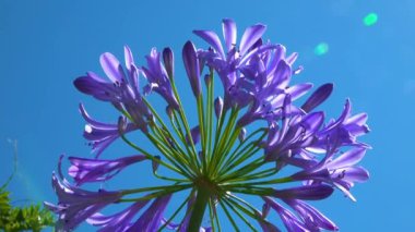 Agapanthus sp. ... mavi gökyüzünün arka planına karşı küresel bir şişkinlik içinde mor çiçekler.