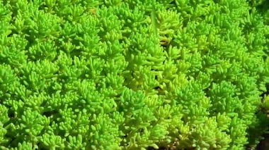 Sedum albümü - Taş bir tepede zemin kapağı süslemeli sulu bitki