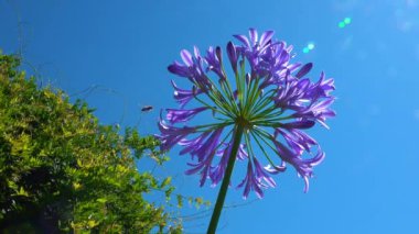 Agapanthus sp. ... mavi gökyüzünün arka planına karşı küresel bir şişkinlik içinde mor çiçekler.