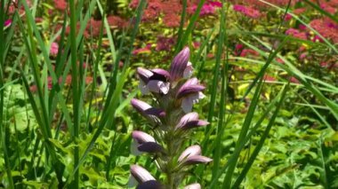 Violet marangoz arısı - Xylocopa ihlali, Acanthus hungaricus 'un beyaz çiçeklerindeki büyük mor arı