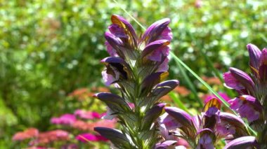 Violet marangoz arısı - Xylocopa ihlali, Acanthus hungaricus 'un beyaz çiçeklerindeki büyük mor arı