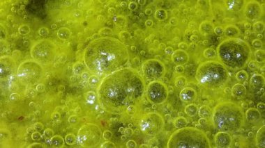 Tatlı su algleri Spirogyra havaya oksijen salıyor, su vücutlarında oksijen sentezi.