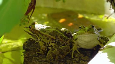 İki yeşil göl kurbağası, su kenarında, yosunlu bir gölde oturuyor.