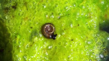 Planorbis planorbisi, su yüzeyinde sürünen bir salyangoz..