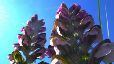 Acanthus hungaricus, Acanthus familyasından bir bitki türü.