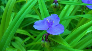Tradescantia virginiana - Virginia örümcek otu, yeşil yapraklı bitkisel bitki