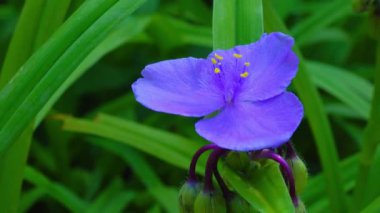 Tradescantia virginiana - Virginia örümcek otu, yeşil yapraklı bitkisel bitki